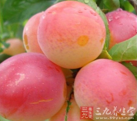 李子奇效抗氧抗衰