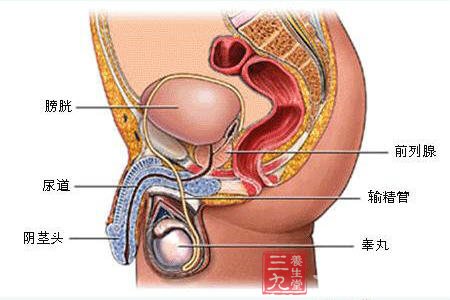 前列腺的解剖图位置
