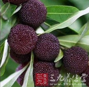 杨梅的营养与药效