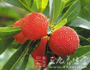 杨梅的营养与药效