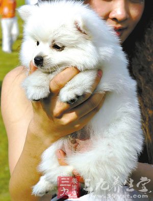 结婚养宠物等九个事都能增寿