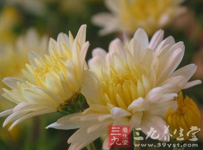 菊花老鸭汤缓解工作疲劳