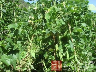 六种常见营养素中的食物冠军