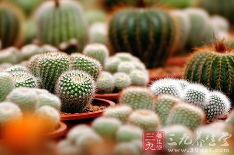 室内放仙人掌吊兰可增加湿度