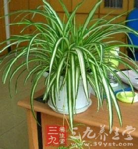 室内放仙人掌吊兰可增加湿度