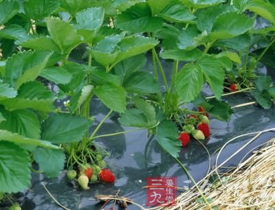 多吃野菜易过敏要警惕