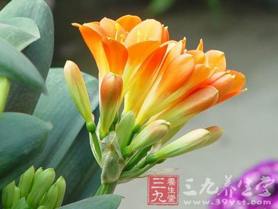 利用花卉植物瞬间净化室内环境