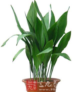 利用花卉植物瞬间净化室内环境