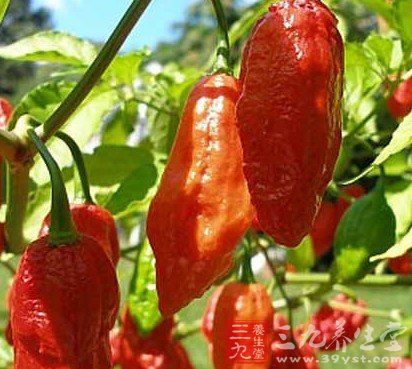 教你四招健康吃辣椒