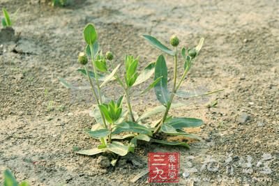 八款健康野菜食谱