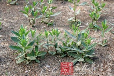 八款健康野菜食谱