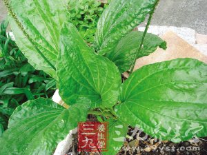 八款健康野菜食谱