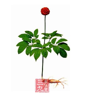 让你延年益寿的六大中草药