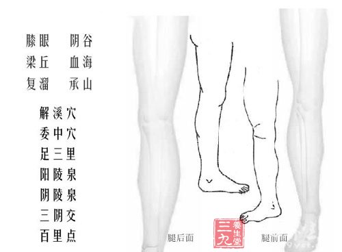 人体下肢穴位图解