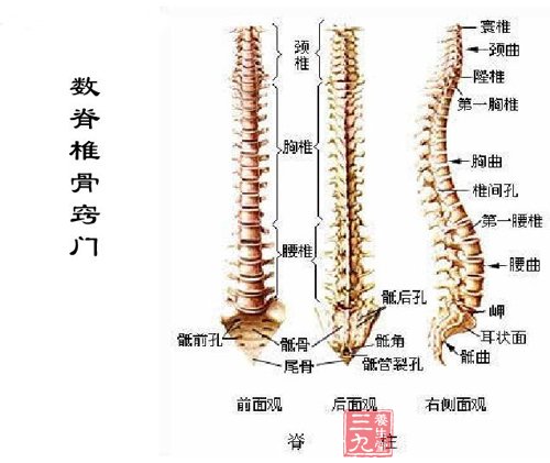 脊椎旁穴道取穴窍门