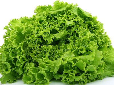 生菜含水高