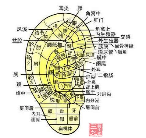 中医养生 教你简单耳穴按压(2)-三九养生堂