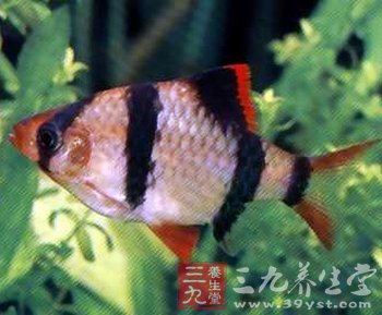 葡萄柚助春天提神