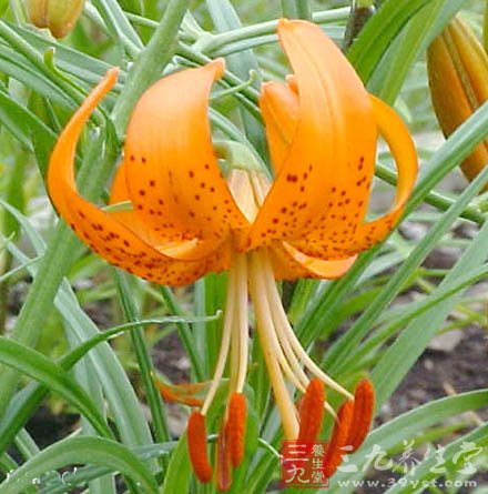 润肺食物“大搜捕”