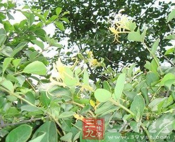 中药泡茶也要注意禁忌问题