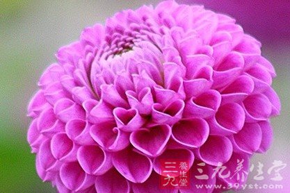 中药泡茶也要注意禁忌问题