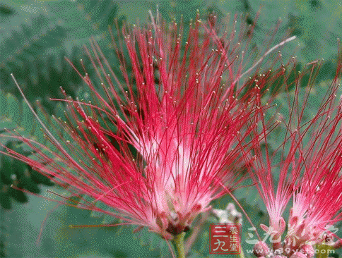 合欢花解忿 黄花菜忘忧