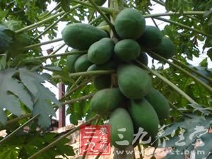 详解“百益之果”木瓜效用