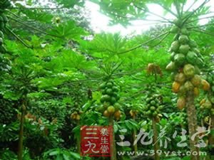 详解“百益之果”木瓜效用