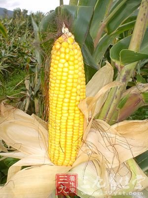 玉米为什么能减肥