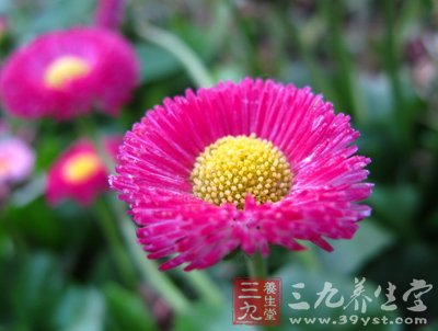 妙方应对清明踏青而花粉过敏