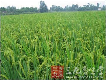 清明作物肥水好 秋后丰收产量高