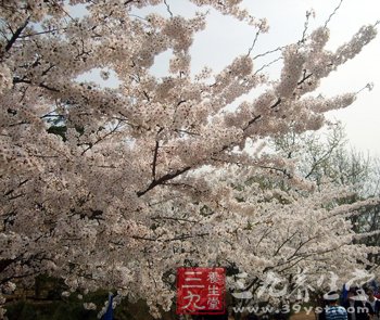 与清明节有关的农事谚语