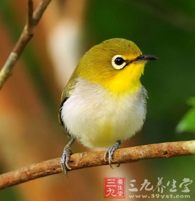 十大健康隐患袭击有车族