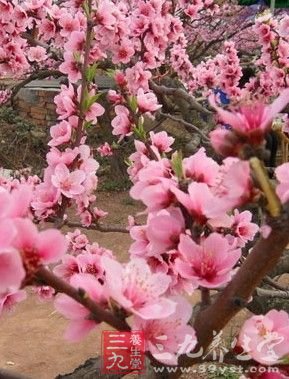 四款鲜花粥 养出女人娇嫩肌肤