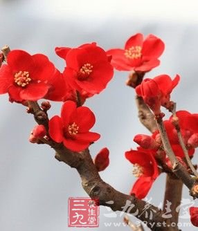 四款鲜花粥 养出女人娇嫩肌肤