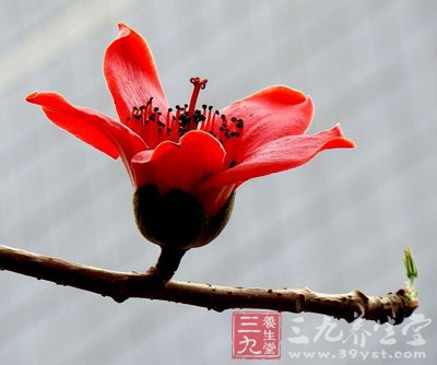 木棉花汤祛湿热解热毒