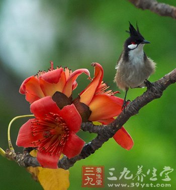 木棉花汤祛湿热解热毒(2)