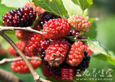 桑葚保健功效多 抗老安眠防脱发