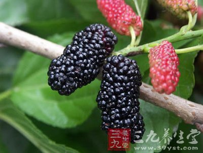 桑葚保健功效多 抗老安眠防脱发
