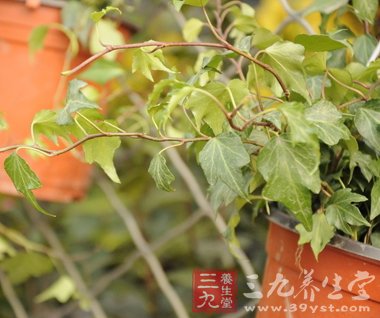 卧室植物巧搭配 早晨醒来不会累