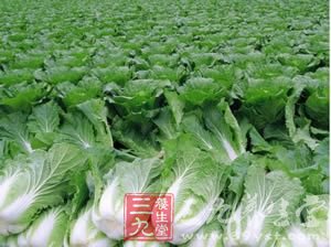 吃蔬菜的时候应该注意些什么