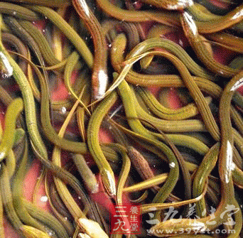 不同鱼类的食疗养生保健功效