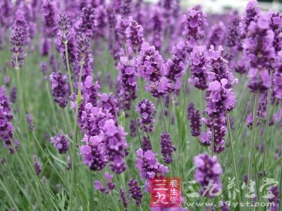 春日调理好时机 花草茶给你无痛经期