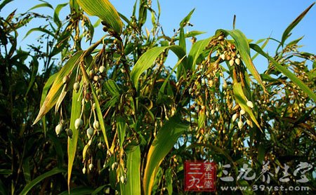 中医 薏米——夏日的美白明星