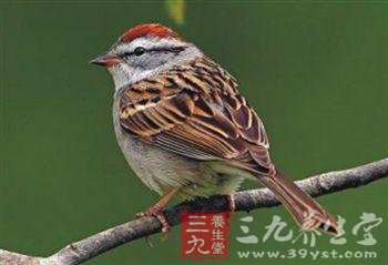 补肾吃什么食物 16种佳补肾食物(7)