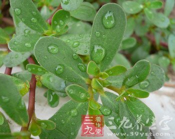 春季 多吃野菜对身体好