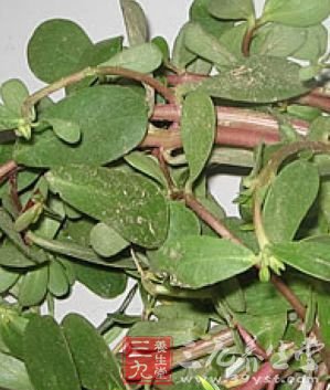 常见的四种养生菜