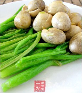 草菇是优良的食药兼用型营养保健品