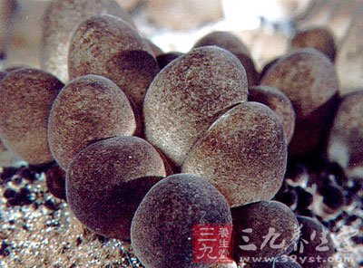 草菇是优良的食药兼用型营养保健品