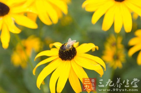备忘录2 百花盛开预防过敏